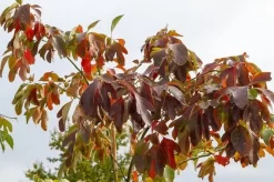 Sassafras (Sassafras Albidum) -Tuinplanten Winkel img 1522