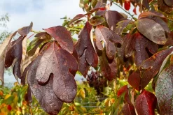 Sassafras (Sassafras Albidum) -Tuinplanten Winkel img 1524