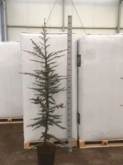 Atlasceder (Cedrus Libani 'Glauca') -Tuinplanten Winkel img 1754