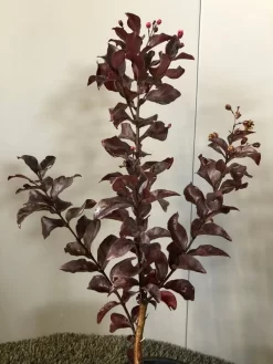 Lagerstroemia (Lagerstroemia Indica 'Rhapsody In Pink')