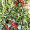 Hulst (Ilex Meserveae 'Heckenfee')