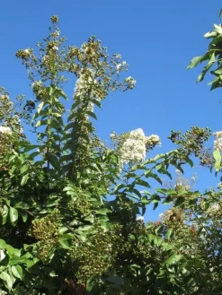 Lagerstroemia Halfstam (Lagerstroemia Indica 'Burgundy Cotton') -Tuinplanten Winkel img 4003