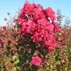 Rode Lagerstroemia Als Boom (Lagerstroemia Indica)