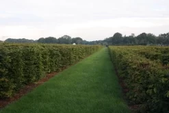 Uitgelichte producten -Tuinplanten Winkel img 4450