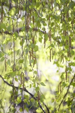 Berk, Bosplantsoen (Betula Pendula)