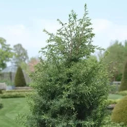 Jeneverbes (Juniperus Communis 'Hibernica')