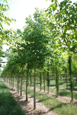 Grote Walnoot (Juglans Regia) 10 Grote Walnoot (Juglans Regia) -Tuinplanten Winkel juglans regia s 20 25 1