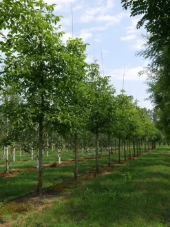 Grote Walnoot (Juglans Regia) 12 Grote Walnoot (Juglans Regia) -Tuinplanten Winkel juglans regia s 30 35 1