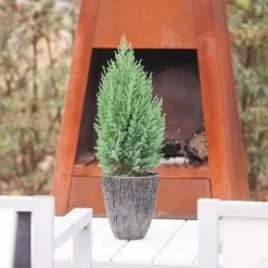 Jeneverbes (Juniperus Chinensis 'Stricta') -Tuinplanten Winkel juniperus chinensis stricta