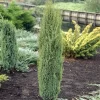 Jeneverbes (Juniperus Communis 'Arnold')