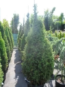 Jeneverbes (Juniperus Communis 'Hibernica') -Tuinplanten Winkel juniperus communis hibernica 175 200