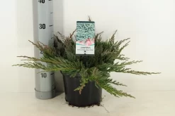 Jeneverbes (Juniperus Horizontalis 'Blue Chip') -Tuinplanten Winkel juniperus hor. blue chip winter c3 m