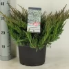 Jeneverbes (Juniperus Horizontalis 'Blue Chip')