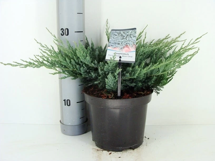 Jeneverbes (Juniperus Horizontalis 'Blue Chip') 2 Jeneverbes (Juniperus Horizontalis 'Blue Chip') - Afbeelding 2