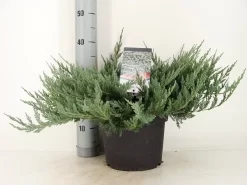 Jeneverbes (Juniperus Horizontalis 'Blue Chip') -Tuinplanten Winkel juniperus hor. blue chip zomer c5 m