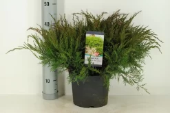 Jeneverbes (Juniperus Media 'Mint Julep') 7 Jeneverbes (Juniperus Media 'Mint Julep') -Tuinplanten Winkel juniperus pfit. mint julep winter c5 m 1