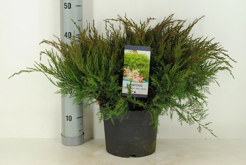Jeneverbes (Juniperus Media 'Mint Julep') 3 Jeneverbes (Juniperus Media 'Mint Julep') - Afbeelding 3