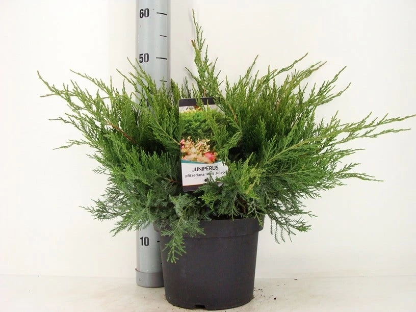 Jeneverbes (Juniperus Media 'Mint Julep') 2 Jeneverbes (Juniperus Media 'Mint Julep') - Afbeelding 2