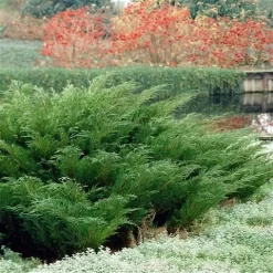 Sevenboom (Juniperus Sabina) -Tuinplanten Winkel juniperus sabina
