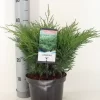 Sevenboom (Juniperus Sabina)