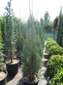 Jeneverbes (Juniperus Scopulorum 'Skyrocket') -Tuinplanten Winkel juniperus scopulorum skyrocket 150 175