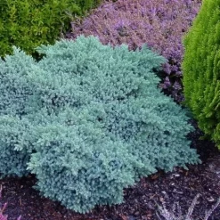 Jeneverbes (Juniperus Squamata 'Blue Star') 13 Jeneverbes (Juniperus Squamata 'Blue Star') -Tuinplanten Winkel juniperus squamata blue star