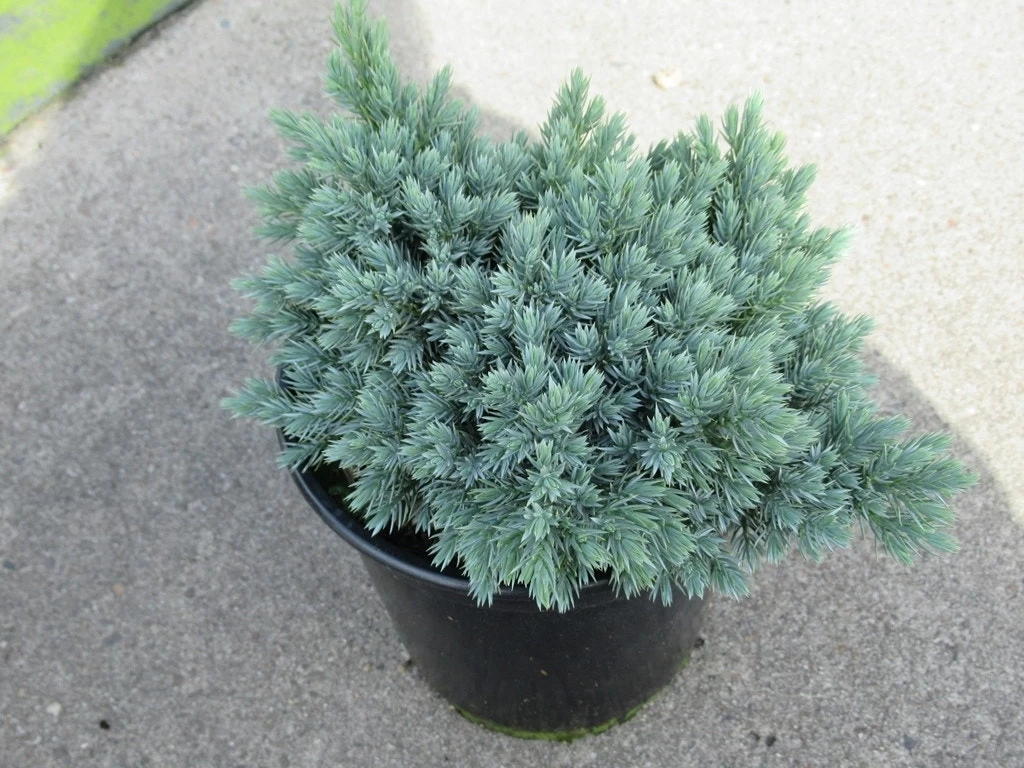 Jeneverbes (Juniperus Squamata 'Blue Star') 3 Jeneverbes (Juniperus Squamata 'Blue Star') - Afbeelding 3