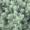Jeneverbes (Juniperus Squamata 'Blue Star')