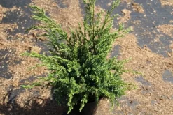 Jeneverbes (Juniperus Squamata 'Meyeri') -Tuinplanten Winkel juniperus squamata meyeri