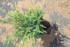 Jeneverbes (Juniperus Squamata 'Meyeri') -Tuinplanten Winkel juniperus squamata meyeri 2