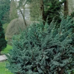 Jeneverbes (Juniperus Squamata 'Meyeri') -Tuinplanten Winkel juniperus squamata meyeri 1