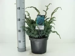 Jeneverbes (Juniperus Squamata 'Meyeri') -Tuinplanten Winkel juniperus squamata meyeri c3 m