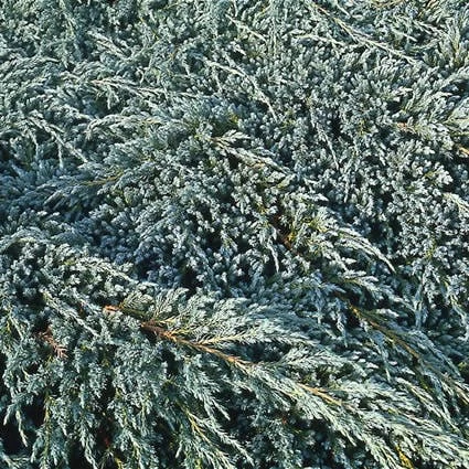 Jeneverbes (Juniperus Squamata 'Blue Carpet') 2 Jeneverbes (Juniperus Squamata 'Blue Carpet') - Afbeelding 2