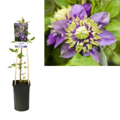 Bosrank (Clematis ‘Taiga’)
