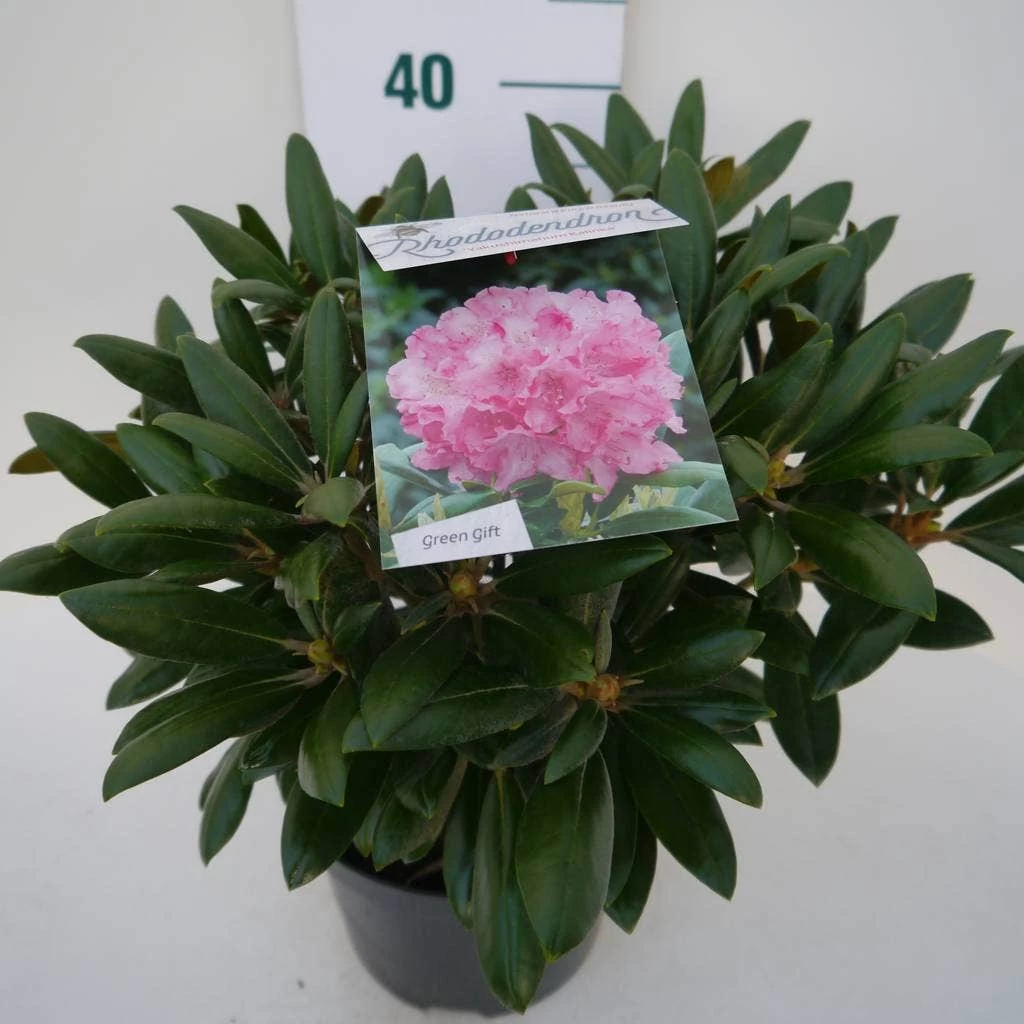 Dwergrhododendron (Rhododendron 'Kalinka') 4 Dwergrhododendron (Rhododendron 'Kalinka') - Afbeelding 4