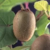 Kiwiplant Actinidia Chinensis 'Solissimo'