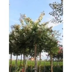 Witte Lagerstroemia Als Boom (Lagerstroemia Indica) -Tuinplanten Winkel lagerstroemia indica boom wit01