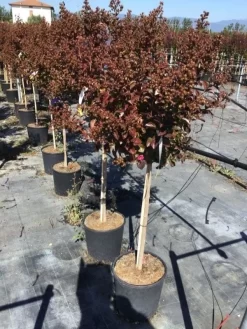 Lagerstroemia Als Halfstam (Lagerstroemia Indica 'Berry Dazzle') -Tuinplanten Winkel lagerstroemia black dazzle halfstam