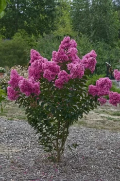 Lagerstroemia Roze (Lagerstroemia Indica)
