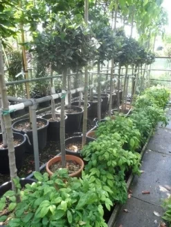 Echte Laurier Op Stam (Laurus Nobilis) -Tuinplanten Winkel laurus nobilis halfstam c20 25