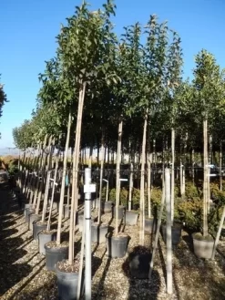Liguster Als Boom (Ligustrum Japonicum) 10 Liguster Als Boom (Ligustrum Japonicum) -Tuinplanten Winkel ligustrum japonicum 10 12 2