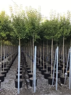 Liguster Als Boom (Ligustrum Japonicum) 13 Liguster Als Boom (Ligustrum Japonicum) -Tuinplanten Winkel ligustrum japonicum 10 12 c30
