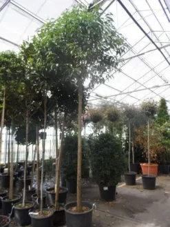 Liguster Als Boom (Ligustrum Japonicum) 9 Liguster Als Boom (Ligustrum Japonicum) -Tuinplanten Winkel ligustrum japonicum 16 18 20ho c70