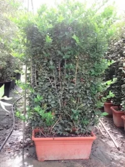 Liguster Als Leivorm (Ligustrum Japonicum 'Texanum') 5 Liguster Als Leivorm (Ligustrum Japonicum 'Texanum') -Tuinplanten Winkel ligustrum texanum leivorm 80x120 1