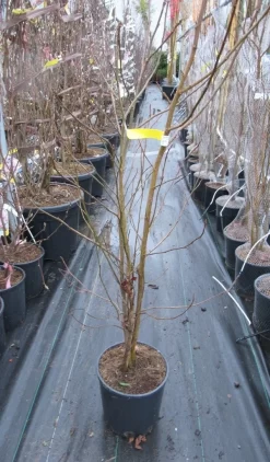 Meerstammige Amberboom (Liquidambar Styraciflua) -Tuinplanten Winkel liquidambar 100 125 meerstammig 1