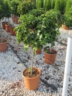 Amberboom Op Stam (Liquidambar 'Gum Ball') -Tuinplanten Winkel liquidambar gum ball 80 cm stam 2