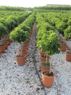 Amberboom Op Stam (Liquidambar 'Gum Ball') -Tuinplanten Winkel liquidambar gum ball 80 cm stam 3