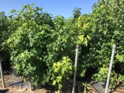 Meerstammige Amberboom (Liquidambar Styraciflua) -Tuinplanten Winkel liquidambar styraciflua 100 125cm meerstammig 1