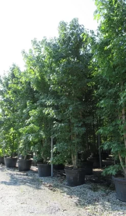 Meerstammige Amberboom (Liquidambar Styraciflua) -Tuinplanten Winkel liquidambar styraciflua 500 550 meerstammig 3
