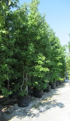 Meerstammige Amberboom (Liquidambar Styraciflua) -Tuinplanten Winkel liquidambar styraciflua 500 550 meerstammig 5 1